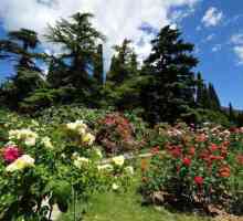 Botanički vrt Nikitsky u Krim. Nikitsky Botanički vrt foto