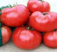 Niske rajčice mnoštvo