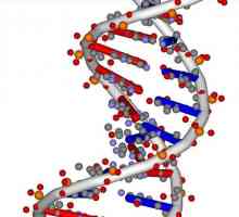 Nukleotid - što je to? Sastav, struktura, broj i slijed nukleotida u DNA lanac
