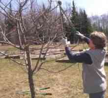 Bilo ljeto obrezivanje stabla jabuka treba?