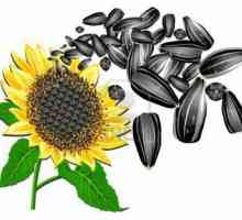Prednosti sjemenki suncokreta i koliko kalorija u sjeme