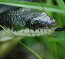 Da biste saznali kako razlikovati između zmije u guja, potrebno je znati sve ljubitelje prirode