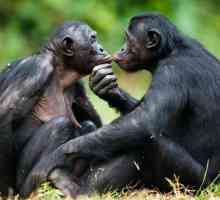 Bonobo majmuna - najpametniji majmun na svijetu