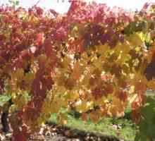 Prerade grožđa u jesen željezo sulfata. Kako napraviti preradu grožđa u jesen bolesti?