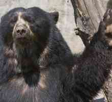 Očalasti medvjed - južnoameričke rođak od sibirskih medvjeda