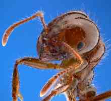 Vatra mrava: opis i fotografije