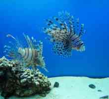 Oceanarium Adler Sochi otkriće svijet - podvodni avanturu za odrasle i djecu