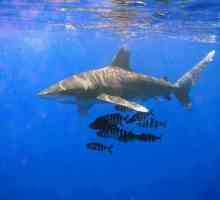Oceanic whitetip morski pas: pregled, karakteristike i stanište