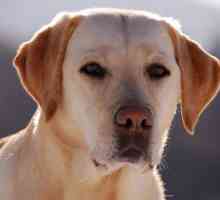 Opis Labrador Retriver: osobine i karakter