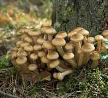 Gljive: koristi i štete. Nutritivna vrijednost, kalorija gljive. zanimljivi recepti