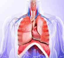 Određivanje granica pluća. Granice pluća su normalni (tablica)