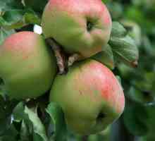 Orel prugasti jabuka: Značajke razred