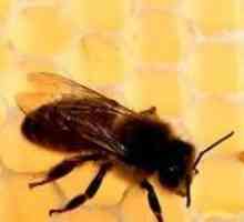 Hranjenje Jesen pčela: brzo, efikasno, na vrijeme