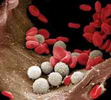 Glavna funkcija bijelih krvnih stanica: kratak opis