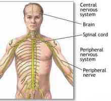 Glavne vrste ljudskog živčanog sustava