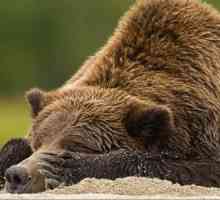 Značajke životinje: zašto hibernira medvjeda