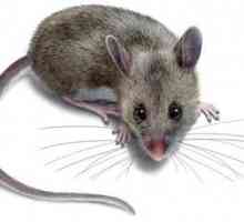 Otrov za miševe: što učiniti kad je kuća zaraženo glodavce?