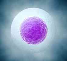 Odvajanje jajne stanice tijekom rane trudnoće: uzroci, simptomi, posljedice