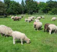 Ovčarstvo poslovni plan. uzgoj ovaca kao posao od „a” do…