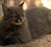 Pampasskaya mačka: Opis životinja. zanimljive informacije