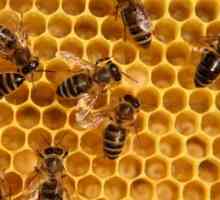 Pčelinji Podmore: ljekovitost i kontraindikacije. Koji tretira pčelinje Podmore: recenzije nakon…