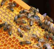 Pčelarstvo za početnike: kako započeti? tehnike pčelarstva
