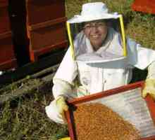 Pčele briga za pčele u zimi. Tehnologija njega pčele u proljeće i zimi