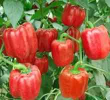 Slatka paprika: uzgoj i njegu od sjemena do ploda