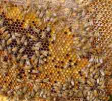 Ambrozija. Korisna svojstva pčelinjeg proizvoda