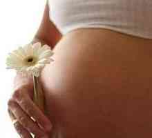 Posteljica prednjeg zida maternice: razlog za uzbuđenje ili varijanta norme?