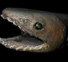 Naborani morski pas - preživljavanje fosilnih
