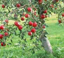 Plodovi jabuka - najčešći plod