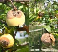 Zašto jabuke trunu na stablu? Kako spasiti žetvu?