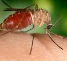 Zašto ujeda komaraca šuga?