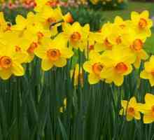 Zašto ne cvatu narcis: otklanjanje uzroka