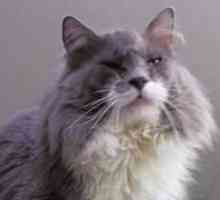Zašto suzne oči u mačaka? Zašto su škotski ili perzijski mačke oči vodom?