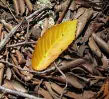 Zašto Ficus lišće pada. U ficus lišće požutjeti i otpasti