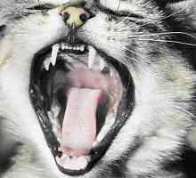 Zašto je mačka miris iz usta: uzrok i rješenje problema