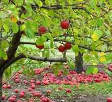 Priprema za zimsku jabuku, Idi, mraz, draga moja, a naši stabla jabuka ne dirajte