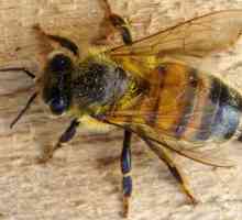 Priprema pčela za zimu - multidimenzionalni aktivnost