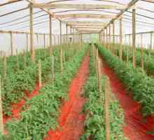 Gnojenje rajčice u stakleniku: kada i kako oploditi?