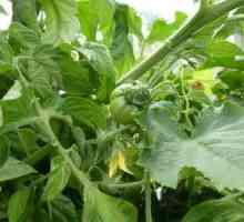 Hranjenje rajčice u stakleniku: Preporuke