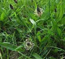Plantago lanceolata: opis i ljekovita svojstva