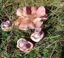 Podtopolniki (gljivice): recept za kiseljenje za zimu