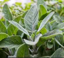 Korisna svojstva i primjena Salvia officinalis