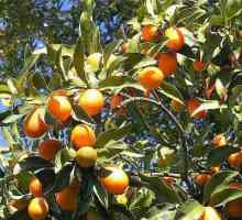 Korisna svojstva patuljasta naranča: svestrani voće