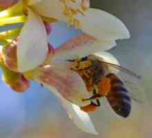 Korisna svojstva pelud prikupljene pčele