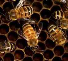 Korisna svojstva zabrus pčela