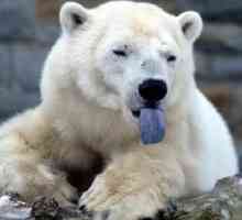 Polarni medvjed - mlađi brat medvjeda