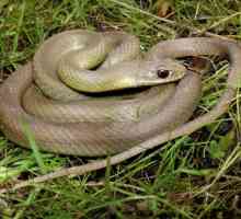 Zmija - zmija nonpoisonous